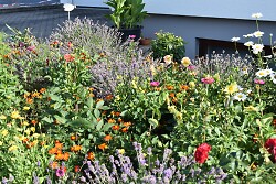 Auf dem Bild ist ein blühender Vorgarten mit verschiedenen Blumen zu sehen.