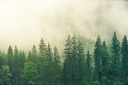 Bild zeigt Wald mit Nadelbäumen